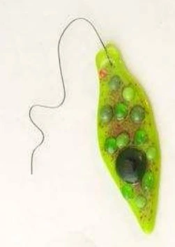 Life Science - Microbiology_Euglena