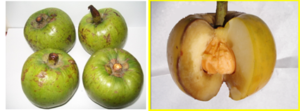Garcinia pedunculata (Fruit)