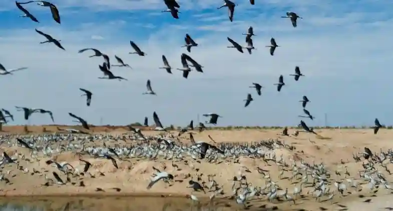 India Adds Two New Ramsar Sites_Khichan Wetland