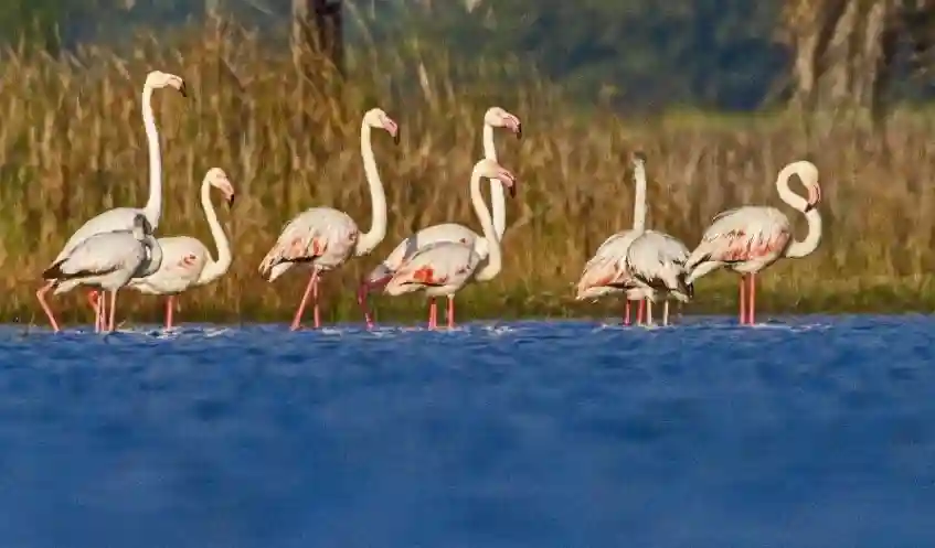India Adds Two New Ramsar Sites_Menar Wetland
