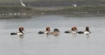 India Added Two More Ramsar Sites- Kopra Jalashay