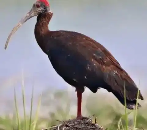 Three New Ramsar Sites in Bihar - Gogabil Lake